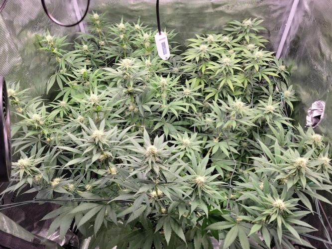 Ganja therapy 26. Week 8