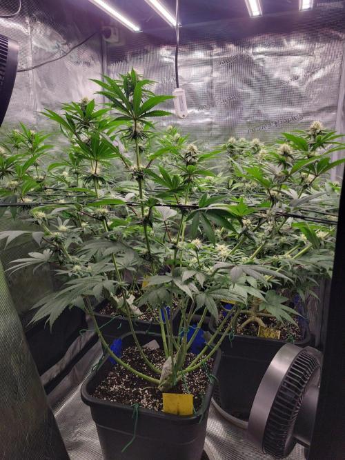 Ganja therapy 26. Week 8