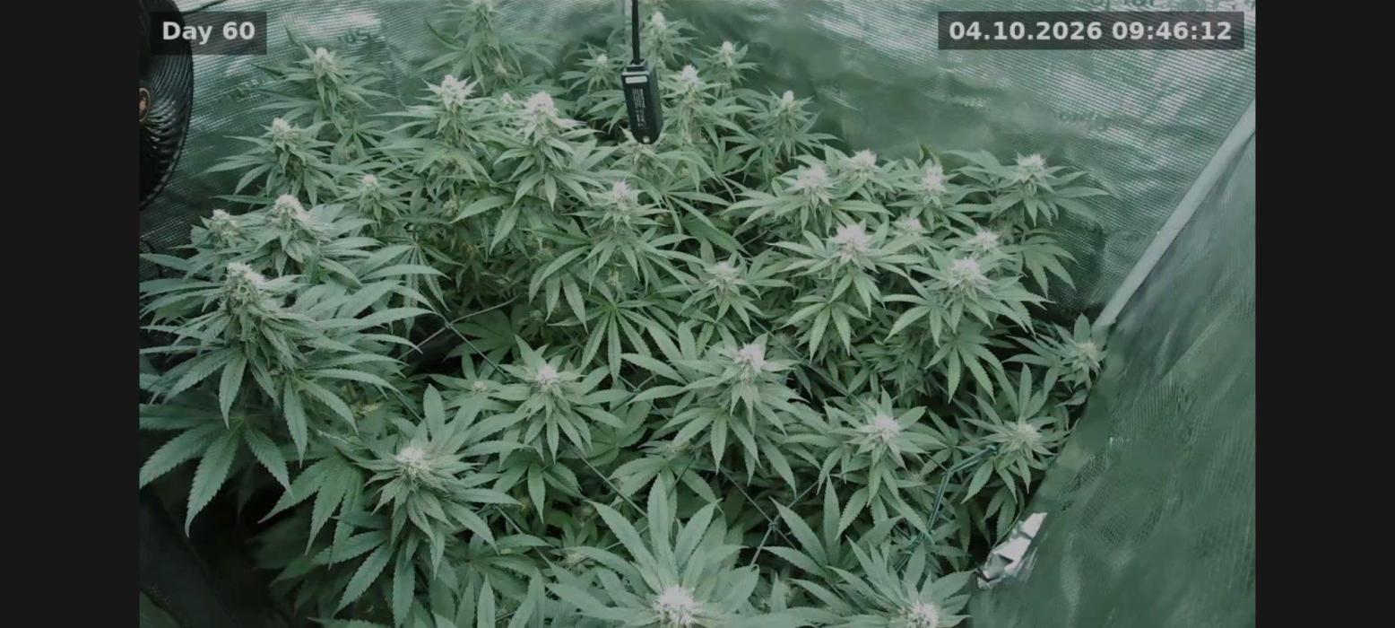 Ganja therapy 26. Week 9