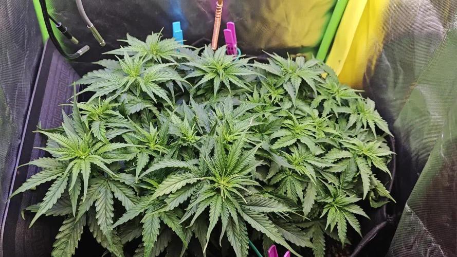 Pineapple express f1 pro grow