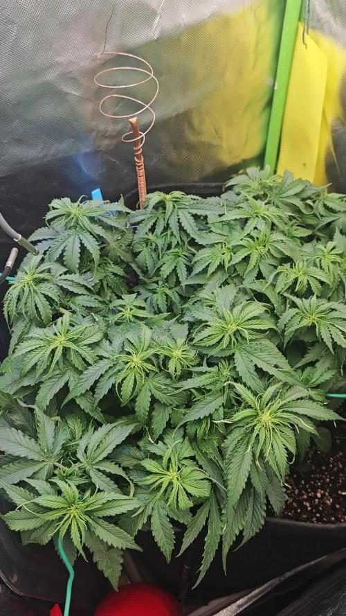 Pineapple express f1 pro grow