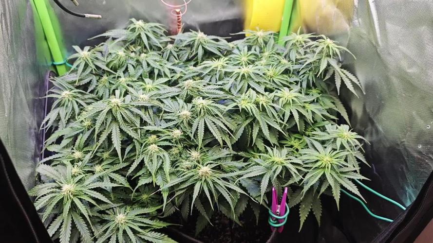 Pineapple express f1 pro grow