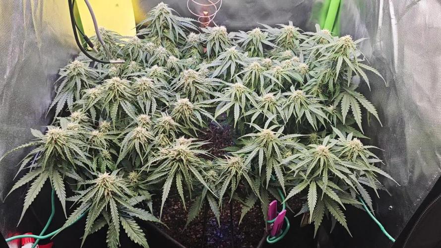 Pineapple express f1 pro grow