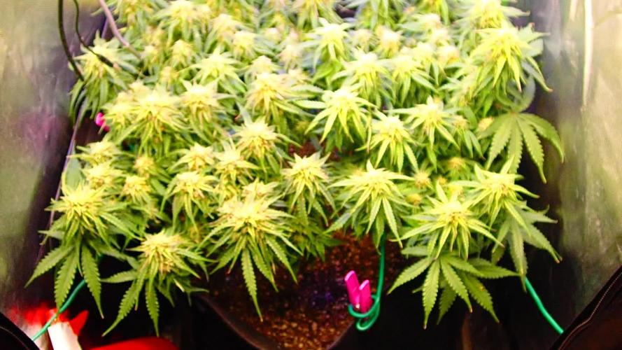 Pineapple express f1 pro grow