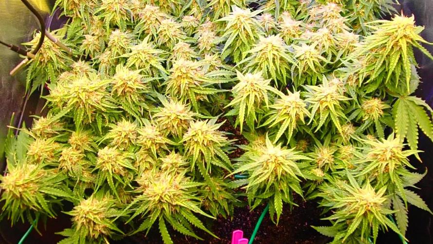 Pineapple express f1 pro grow