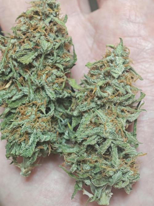 Pineapple express f1 pro grow. Week 10