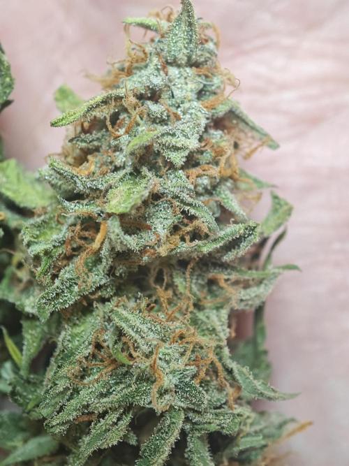 Pineapple express f1 pro grow. Week 10