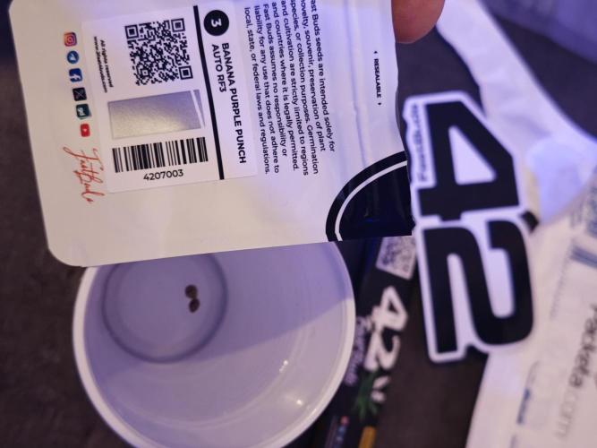 Banana Purple Punch Auto RF3 organic.. Week 0 - Banana Purple Punch Auto RF3