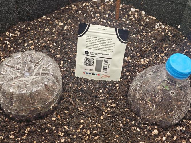 Banana Purple Punch Auto RF3 organic.. Week 0 - Banana Purple Punch Auto RF3