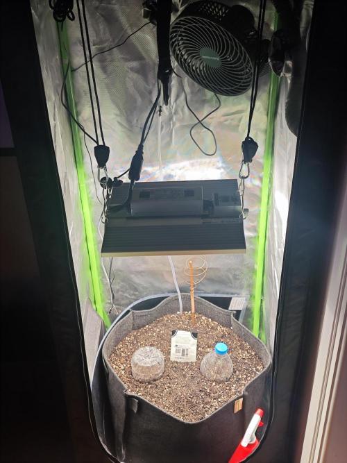 Banana Purple Punch Auto RF3 organic.. Week 0 - Banana Purple Punch Auto RF3