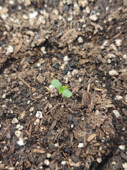 Banana Purple Punch Auto RF3 organic.. Week 0