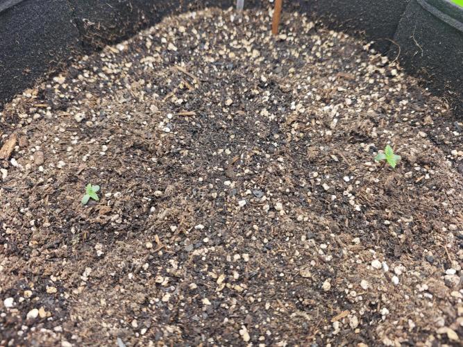 Banana Purple Punch Auto RF3 organic.. Week 0 - Banana Purple Punch Auto RF3