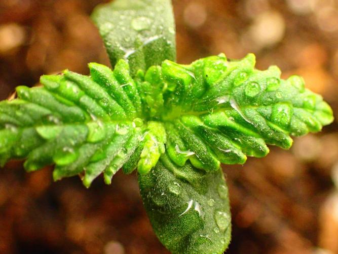 Banana Purple Punch Auto RF3 organic.. Week 0 - Banana Purple Punch Auto RF3