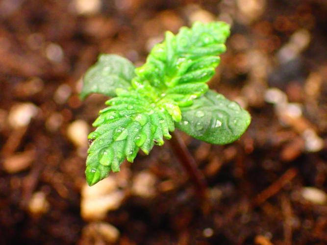 Banana Purple Punch Auto RF3 organic.. Week 0 - Banana Purple Punch Auto RF3