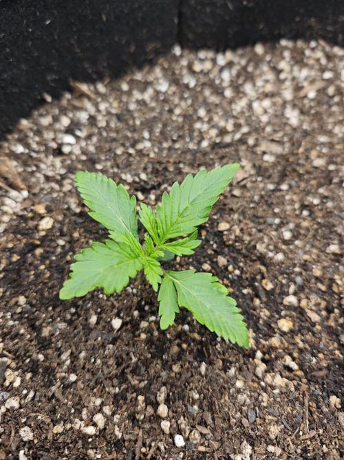 Banana Purple Punch Auto RF3 organic.. Week 1 - Banana Purple Punch Auto RF3