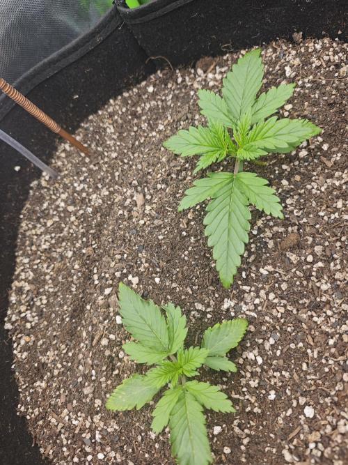 Banana Purple Punch Auto RF3 organic.. Week 1 - Banana Purple Punch Auto RF3