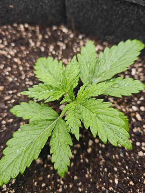 Banana Purple Punch Auto RF3 organic.. Week 1 - Banana Purple Punch Auto RF3