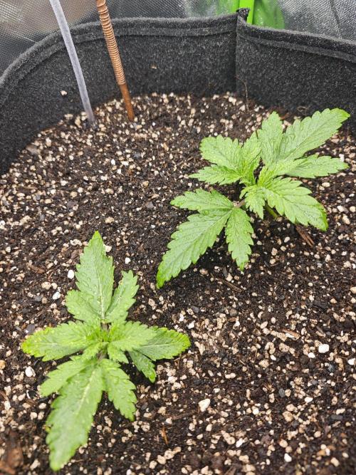 Banana Purple Punch Auto RF3 organic.. Week 1 - Banana Purple Punch Auto RF3