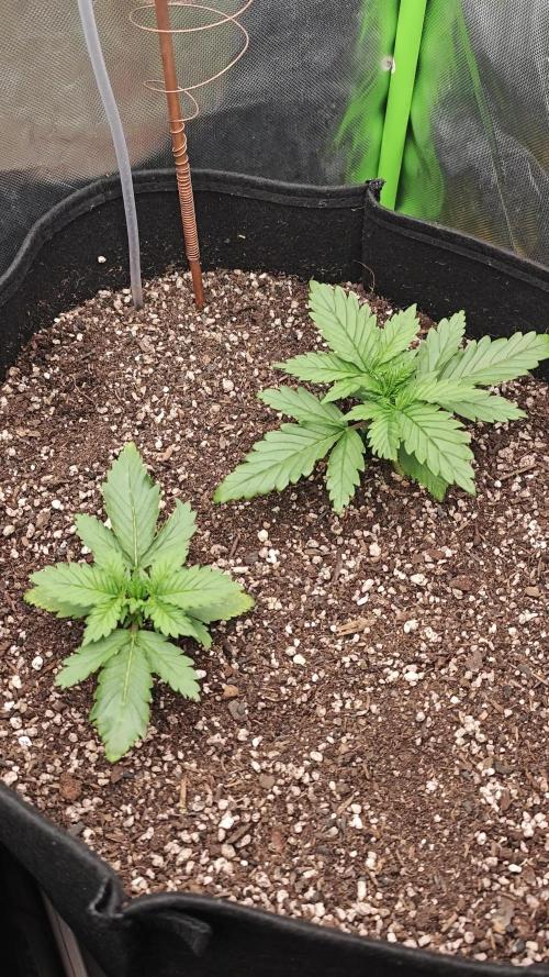 Banana Purple Punch Auto RF3 organic.