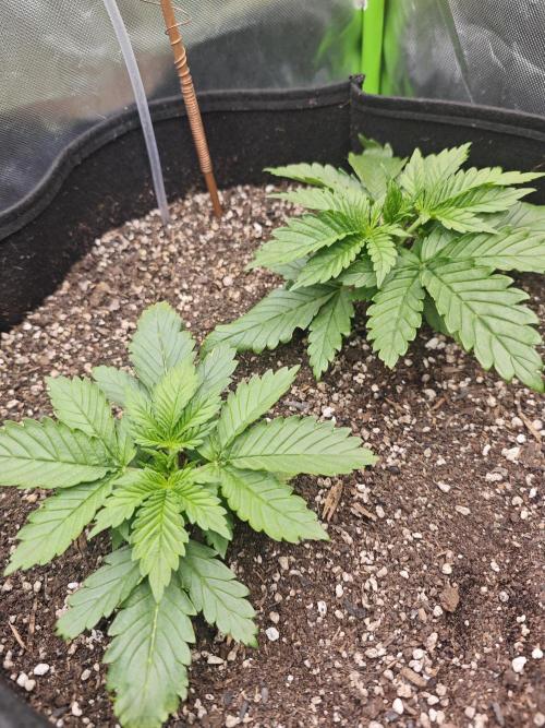 Banana Purple Punch Auto RF3 organic.. Week 2 - Banana Purple Punch Auto RF3