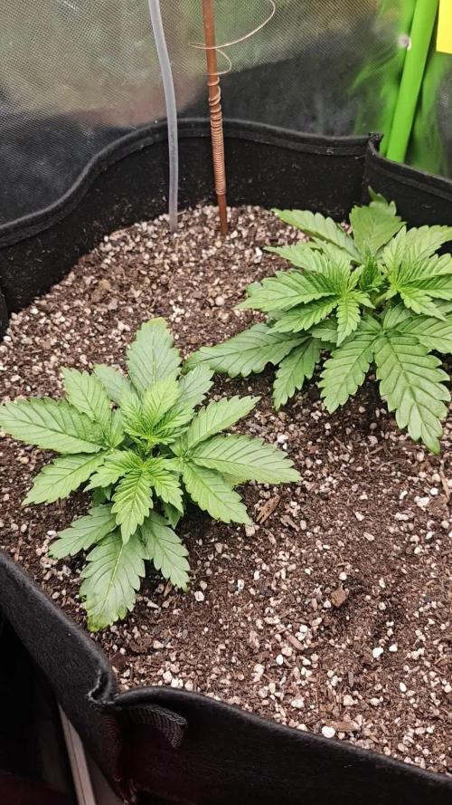 Banana Purple Punch Auto RF3 organic.