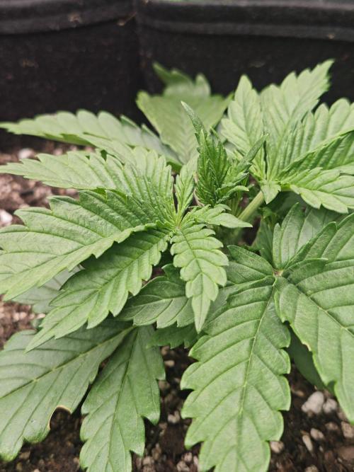 Banana Purple Punch Auto RF3 organic.. Week 2 - Banana Purple Punch Auto RF3