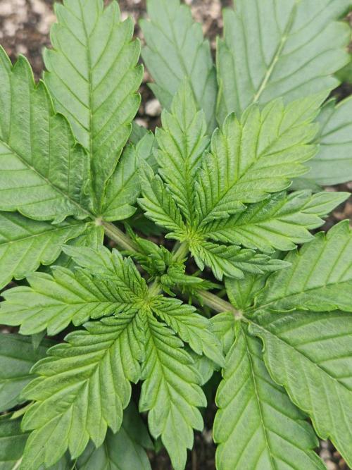 Banana Purple Punch Auto RF3 organic.. Week 2 - Banana Purple Punch Auto RF3