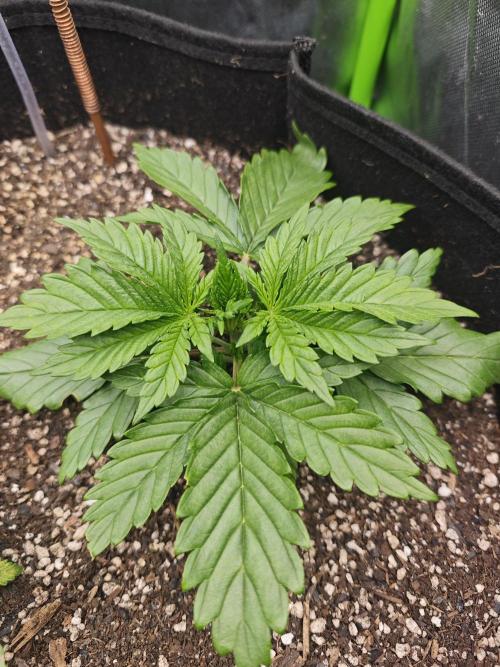 Banana Purple Punch Auto RF3 organic.. Week 2