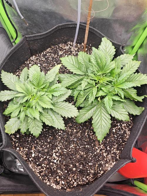Banana Purple Punch Auto RF3 organic.. Week 2 - Banana Purple Punch Auto RF3
