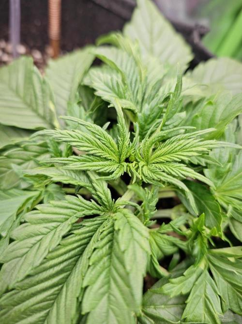 Banana Purple Punch Auto RF3 organic.. Week 2 - Banana Purple Punch Auto RF3