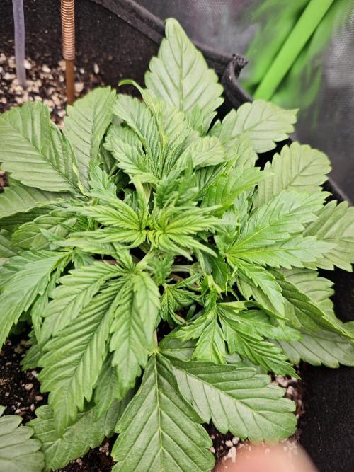 Banana Purple Punch Auto RF3 organic.. Week 2 - Banana Purple Punch Auto RF3