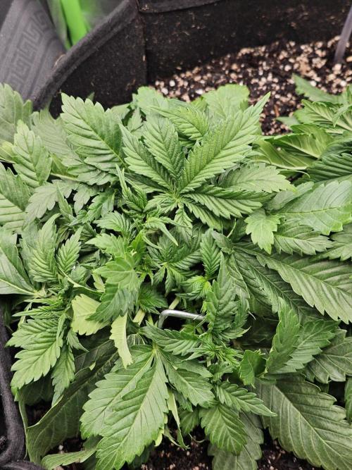 Banana Purple Punch Auto RF3 organic.. Week 3 - Banana Purple Punch Auto RF3 