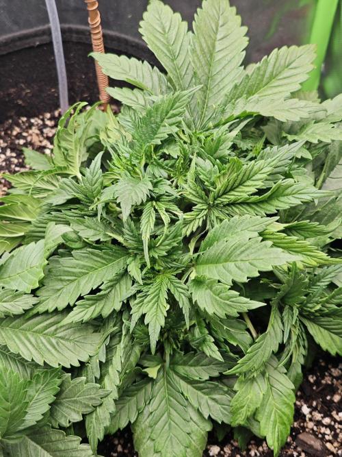 Banana Purple Punch Auto RF3 organic.. Week 3 - Banana Purple Punch Auto RF3 