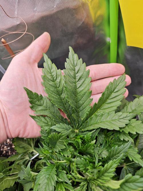 Banana Purple Punch Auto RF3 organic.. Week 3 - Banana Purple Punch Auto RF3 