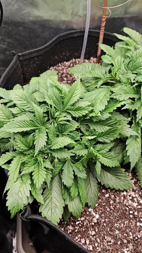 Banana Purple Punch Auto RF3 organic.