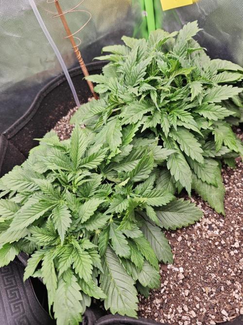 Banana Purple Punch Auto RF3 organic.. Week 3