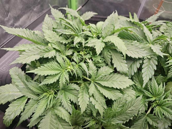 Banana Purple Punch Auto RF3 organic.. Week 3 - Banana Purple Punch Auto RF3 