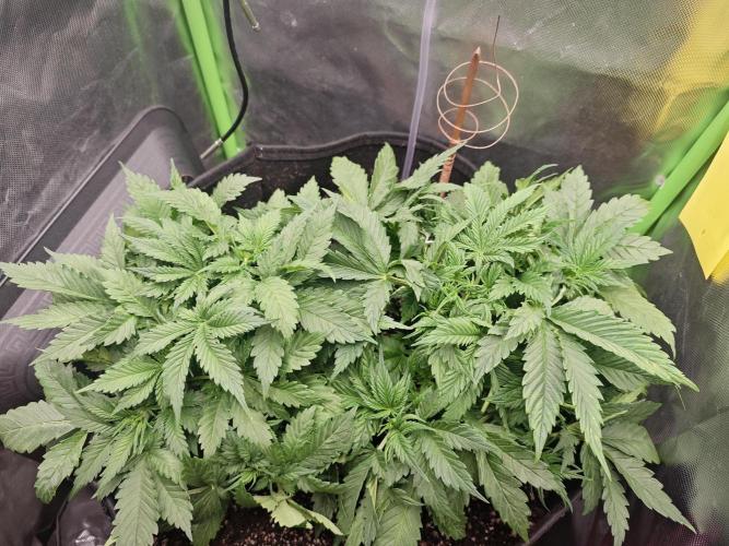 Banana Purple Punch Auto RF3 organic.. Week 3 - Banana Purple Punch Auto RF3 