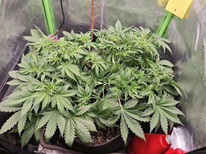 Banana Purple Punch Auto RF3 organic.. Week 4 - Banana Purple Punch Auto RF3