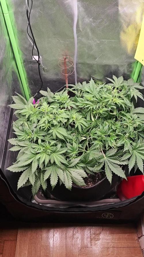 Banana Purple Punch Auto RF3 organic.