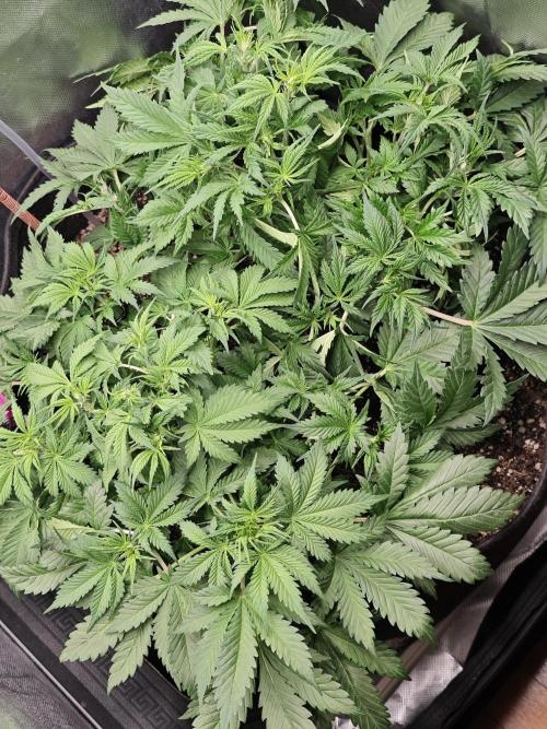 Banana Purple Punch Auto RF3 organic.. Week 4 - Banana Purple Punch Auto RF3