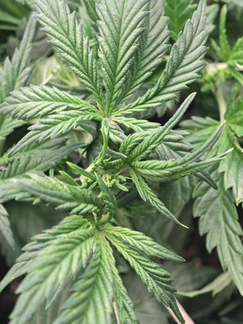 Banana Purple Punch Auto RF3 organic.. Week 4 - Banana Purple Punch Auto RF3