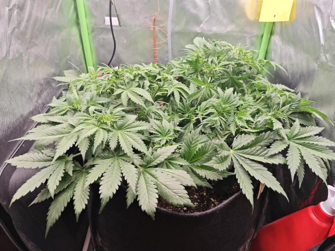 Banana Purple Punch Auto RF3 organic.. Week 4 - Banana Purple Punch Auto RF3