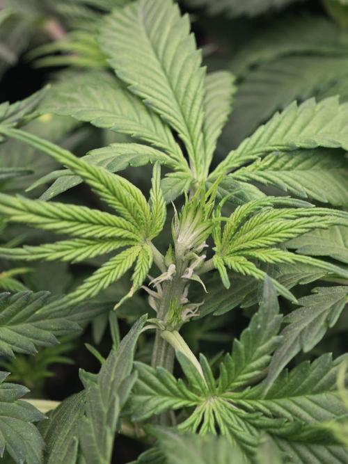 Banana Purple Punch Auto RF3 organic.. Week 4 - Banana Purple Punch Auto RF3