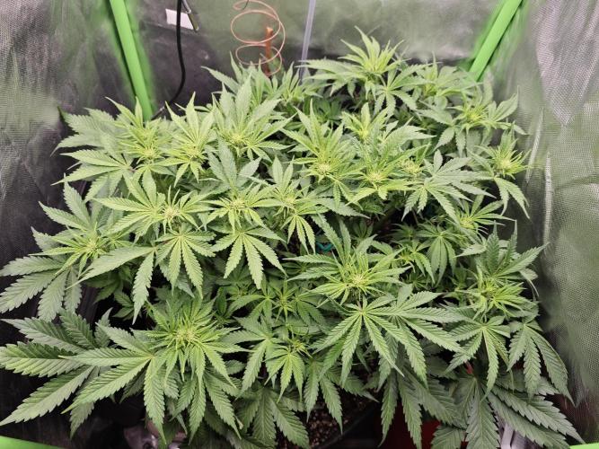 Banana Purple Punch Auto RF3 organic.. Week 5 - Banana Purple Punch Auto RF3