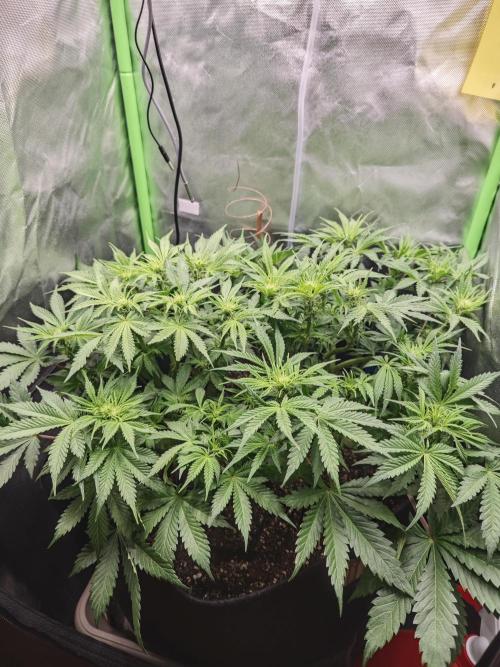 Banana Purple Punch Auto RF3 organic.. Week 5 - Banana Purple Punch Auto RF3