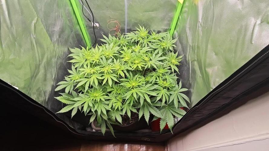 Banana Purple Punch Auto RF3 organic.