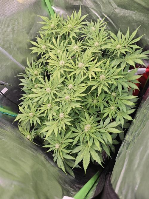 Banana Purple Punch Auto RF3 organic.. Week 6 - Banana Purple Punch Auto RF3