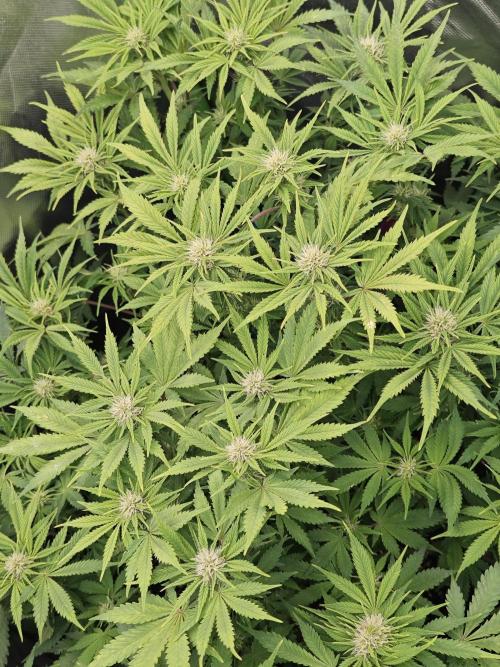 Banana Purple Punch Auto RF3 organic.. Week 6 - Banana Purple Punch Auto RF3