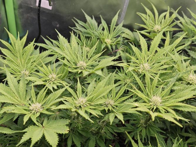 Banana Purple Punch Auto RF3 organic.. Week 6 - Banana Purple Punch Auto RF3